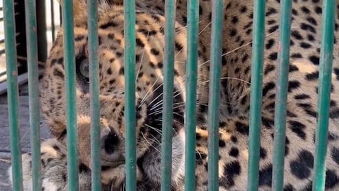 नीमकाथाना के महावा गांव में लेपर्ड से दहशत, कड़ी मशक्कत के बाद वन विभाग ने किया रेस्क्यू