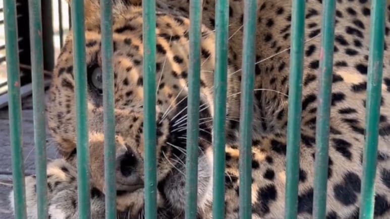 नीमकाथाना के महावा गांव में लेपर्ड से दहशत, कड़ी मशक्कत के बाद वन विभाग ने किया रेस्क्यू