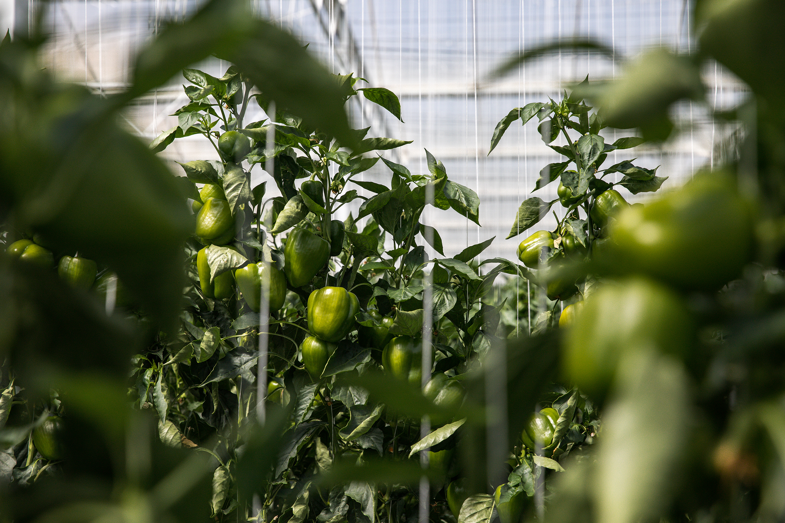 Dubai Secures Fresh Produce Even As Iran War Disrupts Food Shipments