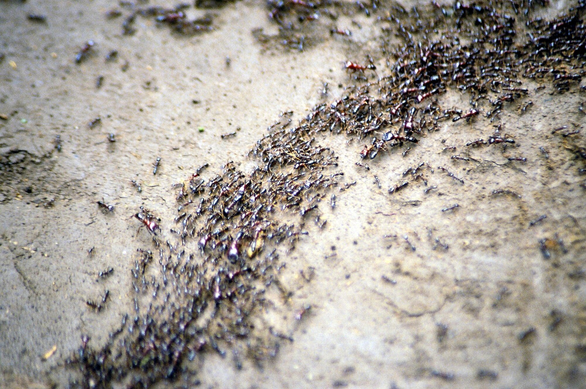 Smuggling Sting: Over 2,000 Queen Ants Seized As Kenya Busts Unusual Wildlife Trafficking Racket