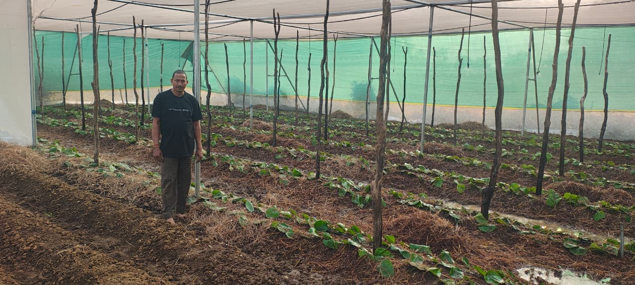 Paan Ki Kheti: पान के खेत में किसान Paan Ki Kheti: पान के खेत में किसान