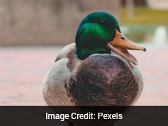 बतख के पेट में छिपा था खज़ाना! किसान को ऐसे मिला लाखों का सोना, गांव वाले भी रह गए हैरान