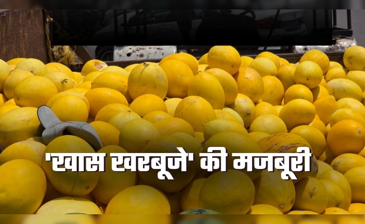 Bobby Muskmelon: 40 रुपये किलो वाला खरबूजा 10 रुपये में! जानिए क्‍यों आलू के भाव बिक रहा ये रसीला फल