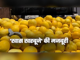 Bobby Muskmelon: 40 रुपये किलो वाला खरबूजा 10 रुपये में! जानिए क्&zwj;यों आलू के भाव बिक रहा ये रसीला फल