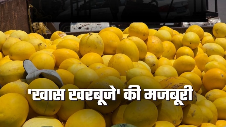 Bobby Muskmelon: 40 रुपये किलो वाला खरबूजा 10 रुपये में! जानिए क्&zwj;यों आलू के भाव बिक रहा ये रसीला फल