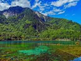 Mystery : एकाच शरीरात दोन लिंग; ना पूर्ण मादी ना नर, नॅशनल पार्कमध्ये आढळला अनोखा जीव, वैज्ञानिकही हैराण!