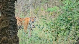 सरिस्का में खुशखबरी: बाघिन ST-17 ने तीन शावकों को दिया जन्म, कैमरा ट्रैप में कैद हुआ नन्हों का खेल