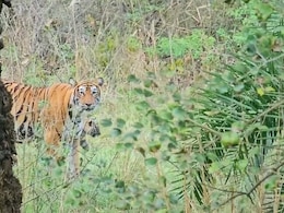 सरिस्का में खुशखबरी: बाघिन ST-17 ने तीन शावकों को दिया जन्म, कैमरा ट्रैप में कैद हुआ नन्हों का खेल