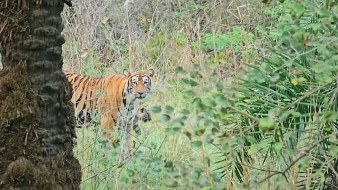 सरिस्का में खुशखबरी: बाघिन ST-17 ने तीन शावकों को दिया जन्म, कैमरा ट्रैप में कैद हुआ नन्हों का खेल