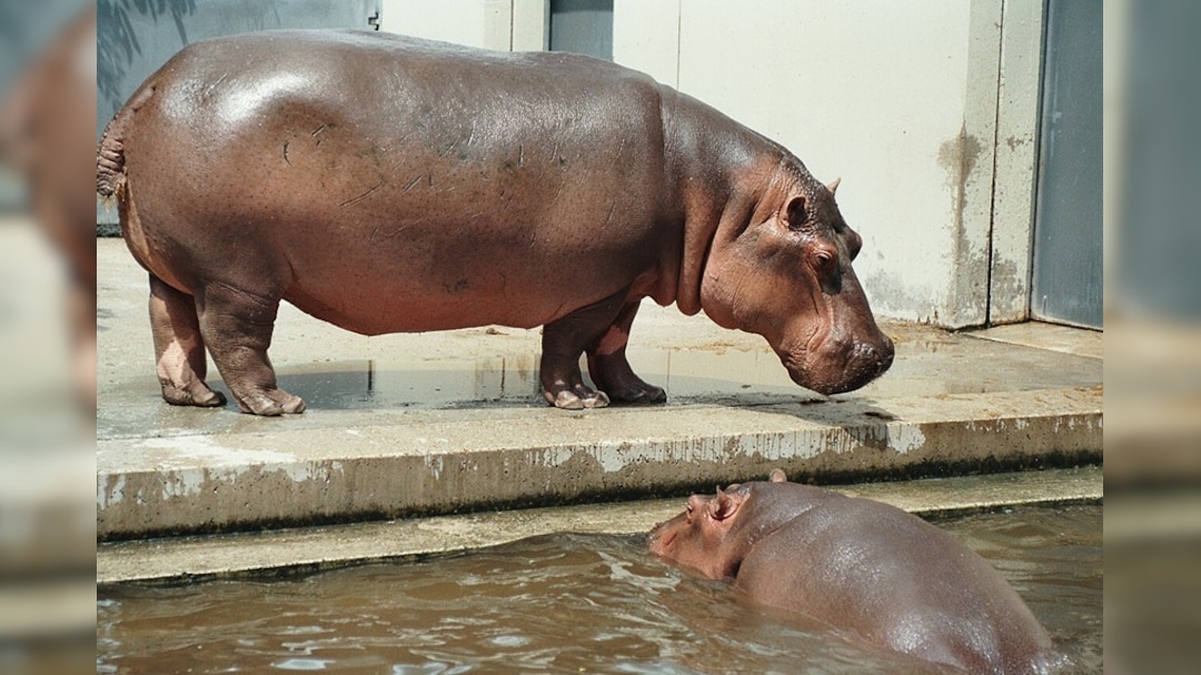 Hippo Attack Kills 27-Year-Old Bengaluru Vet At Shivamogga Safari In Karnataka