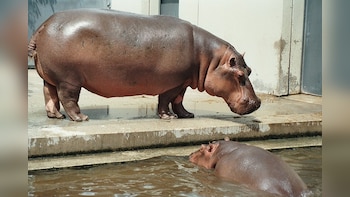Hippo Attack Kills 27-Year-Old Bengaluru Vet At Shivamogga Safari In Karnataka