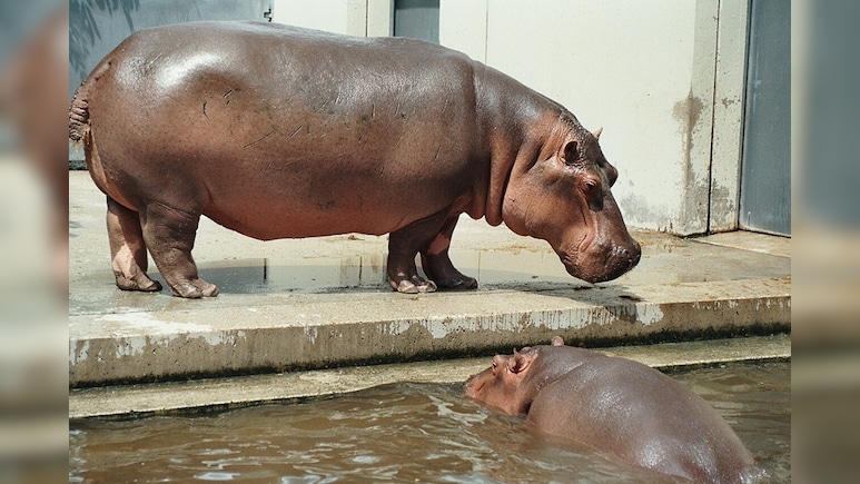 Hippo Attack Kills 27-Year-Old Bengaluru Vet At Shivamogga Safari In Karnataka