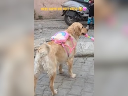 प्यार-मोहब्बत से लड़ाई झगड़े तक, होली के 10 वायरल वीडियो, आखिरी वाला जरूर देखना