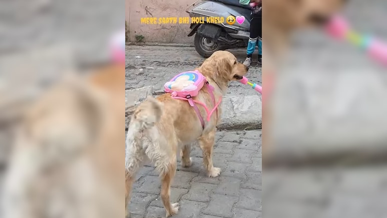 प्यार-मोहब्बत से लड़ाई झगड़े तक, होली के 10 वायरल वीडियो, आखिरी वाला जरूर देखना