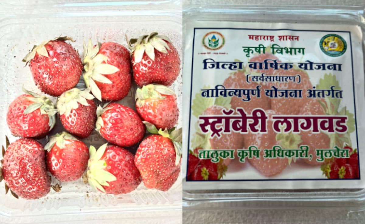 Once A Maoist Hotbed, Strawberries Now Bring Hope In Maharashtra's Gadchiroli