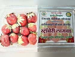 Once A Maoist Hotbed, Strawberries Now Bring Hope In Maharashtra's Gadchiroli