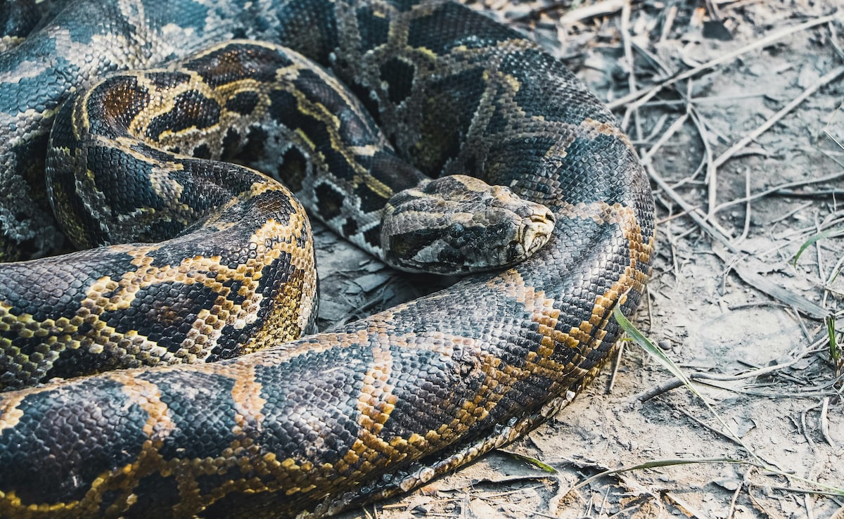 क्या सच में अजगर के खून से घटेगा मोटापा? नई रिसर्च ने बढ़ाई उम्मीद, जानें कैसे करेगा काम