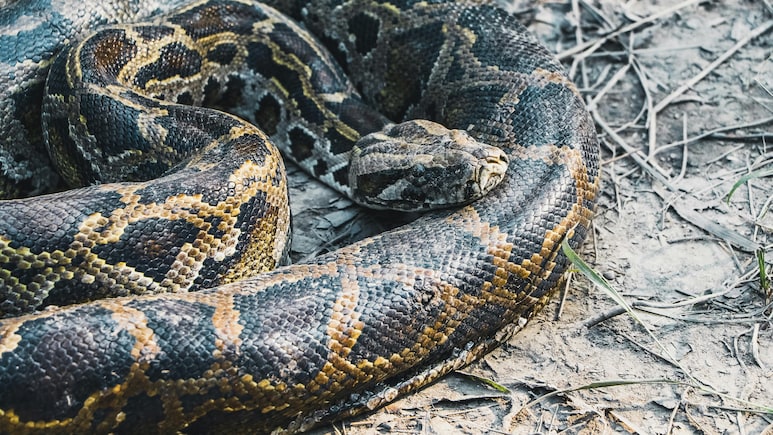 क्या सच में अजगर के खून से घटेगा मोटापा? नई रिसर्च ने बढ़ाई उम्मीद, जानें कैसे करेगा काम