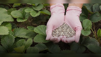 Paradeep Phosphates Gets 'Add' Rating As PL Capital Initiates Coverage &mdash; Check Target Price