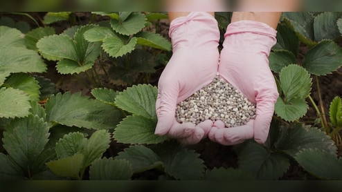 Paradeep Phosphates Gets 'Add' Rating As PL Capital Initiates Coverage &mdash; Check Target Price