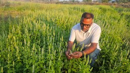 Success Story: सागर के किसान ने शुरू की चिया सीड की खेती, 1 एकड़ से लाखों का मुनाफा,  सब कह रहे OMG