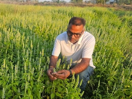 Success Story: सागर के किसान ने शुरू की चिया सीड की खेती, 1 एकड़ से लाखों का मुनाफा,  सब कह रहे OMG