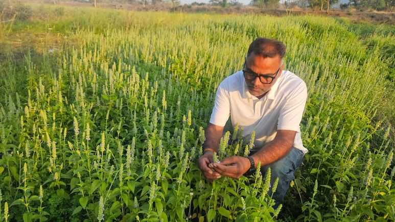 Success Story: सागर के किसान ने शुरू की चिया सीड की खेती, 1 एकड़ से लाखों का मुनाफा,  सब कह रहे OMG