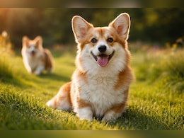 Corgi Dog Breed: छोटा कद, बड़ा दिल और तेज दिमाग, कहां की है कोर्गी कुत्ते की नस्ल? कीमत और खासियत जान रह जाएंगे हैरान
