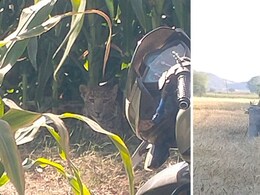 बड़वानी में तेंदुए की दहशत: 2 शावकों के साथ खेत में दिखी मादा लेपर्ड; वन विभाग ने जारी किया अलर्ट