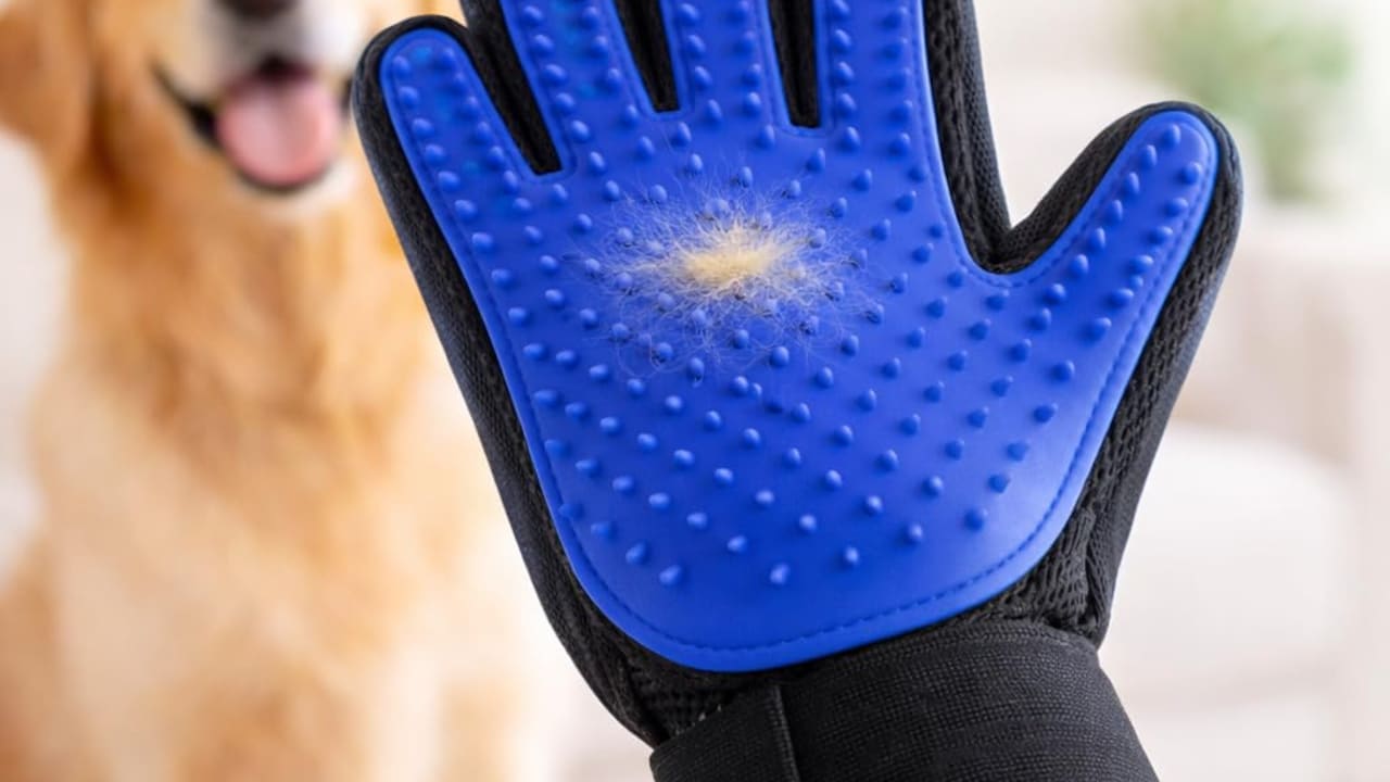 Stop Struggling With Pet Hair: 10 Top Tips To Deep Clean Your Home Furniture Stop Struggling With Pet Hair: 10 Top Tips To Deep Clean Your Home Furniture