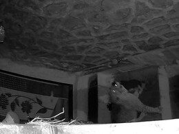 Leopard Video: रात्रीच्या अंधारात बिबट्याची झडप! भांडुपमध्ये दहशतीचे सावट; रहिवाशांचा घराबाहेर पडण्यासही नकार