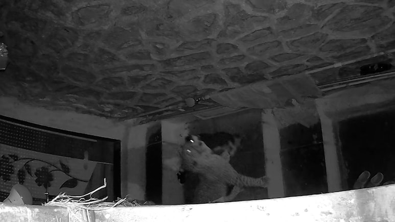 Leopard Video: रात्रीच्या अंधारात बिबट्याची झडप! भांडुपमध्ये दहशतीचे सावट; रहिवाशांचा घराबाहेर पडण्यासही नकार