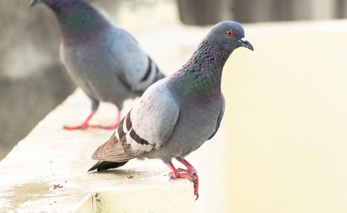 Pigeon Droppings Pose A Hidden, Serious Lung Fibrosis Threat: Health And Hygiene Tips For Every Indian Home