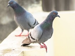 Pigeon Droppings Pose A Hidden, Serious Lung Fibrosis Threat: Health And Hygiene Tips For Every Indian Home