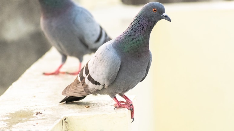 Pigeon Droppings Pose A Hidden, Serious Lung Fibrosis Threat: Health And Hygiene Tips For Every Indian Home