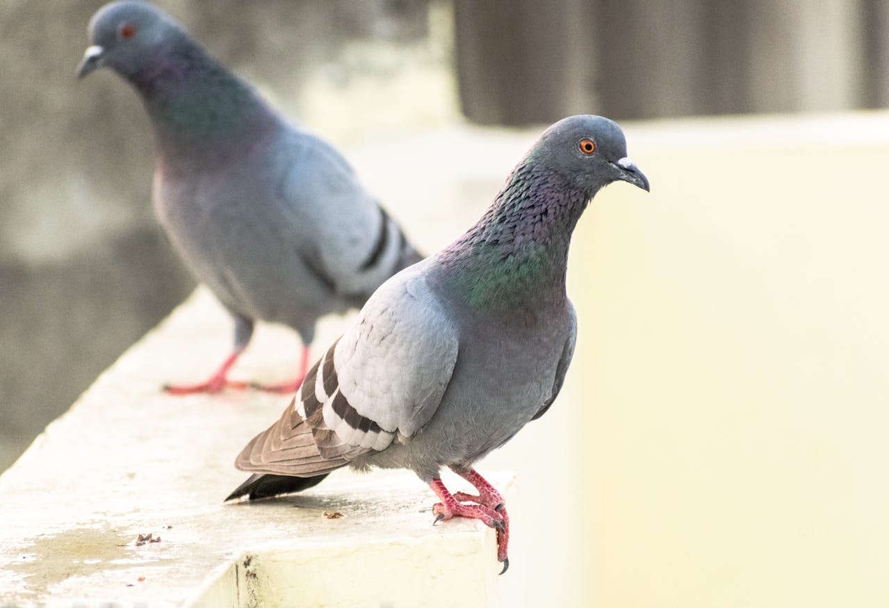 Pigeon Droppings Pose A Hidden, Serious Lung Fibrosis Threat: Health And Hygiene Tips For Every Indian Home