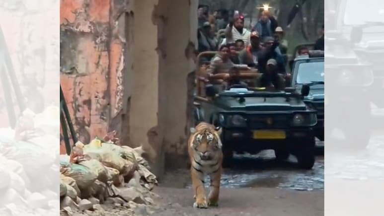 रणथंभौर में फिर दिखा टाइगर मूवमेंट, त्रिनेत्र गणेश मंदिर सड़क पर दो घंटे बैठा रहा बाघ