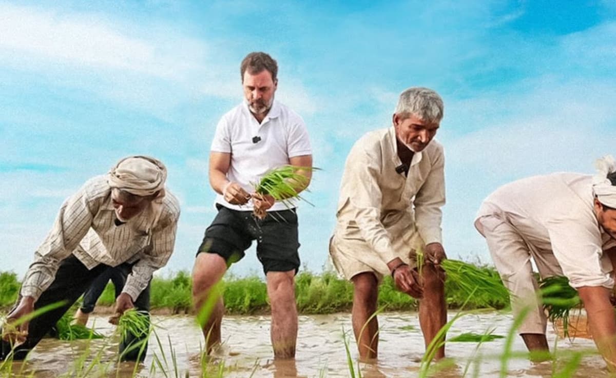 2023 में राहुल गांधी ने किसानों संग की थी धान की रोपाई.