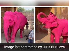 'Pink' Elephant In Jaipur Photoshoot Died A Month Ago. Here's What Happened