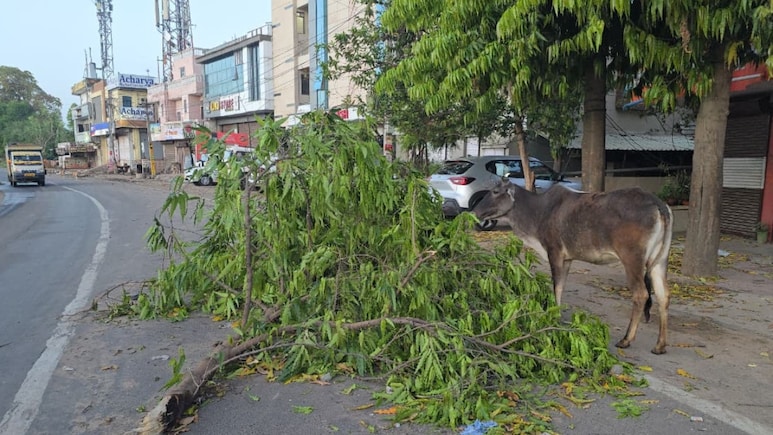 Rajasthan Weather: राजस्थान में भारी बारिश, कई इलाकों में गिरे ओले, आज नागौर-सीकर समेत कुछ हिस्सों में ऑरेंज अलर्ट