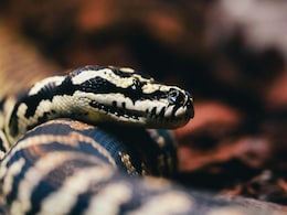 Buldhana News: ज्याला जीवदान दिलं, त्यानेच जीव घेतला!  सापाला वाचवलं, जंगलात गेला, पुढं जे घडलं...