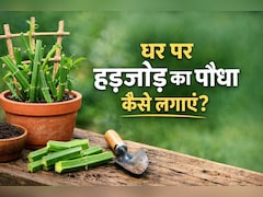 टूटी हुई हड्डियों को घर पर भी जोड़ देगा ये पौधा, बस जान लें घर पर लगाने का सही तरीका!