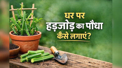 कटिंग से लेकर सिंचाई तक, यहां जानें घर पर हड़जोड़ लगाने का सही तरीका!