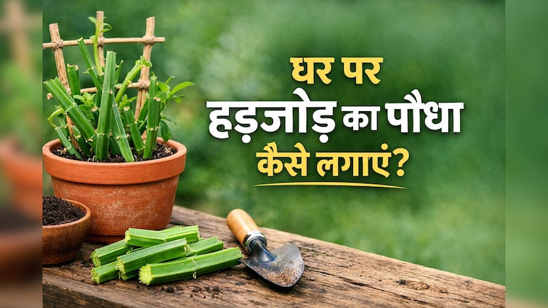 कटिंग से लेकर सिंचाई तक, यहां जानें घर पर हड़जोड़ लगाने का सही तरीका!