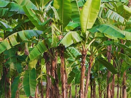 Jalgaon News: जळगावमध्ये केळी पीकविमा घोटाळा! 250 कोटींची लागवड फक्त कागदावर;  27000 शेतकरी अडचणीत