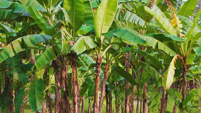 Jalgaon News: जळगावमध्ये केळी पीकविमा घोटाळा! 250 कोटींची लागवड फक्त कागदावर;  27000 शेतकरी अडचणीत