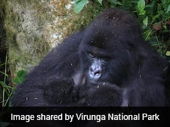 Second Set Of Rare Gorilla Twins Born In Congo Park: 