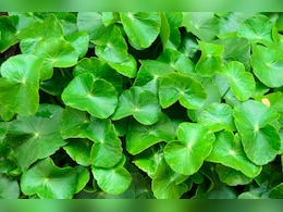 गोटू कोला: स्किन को निखारने से लेकर दिमाग की याददाश्त तेज़ करने तक खास है यह जड़ी बूटी