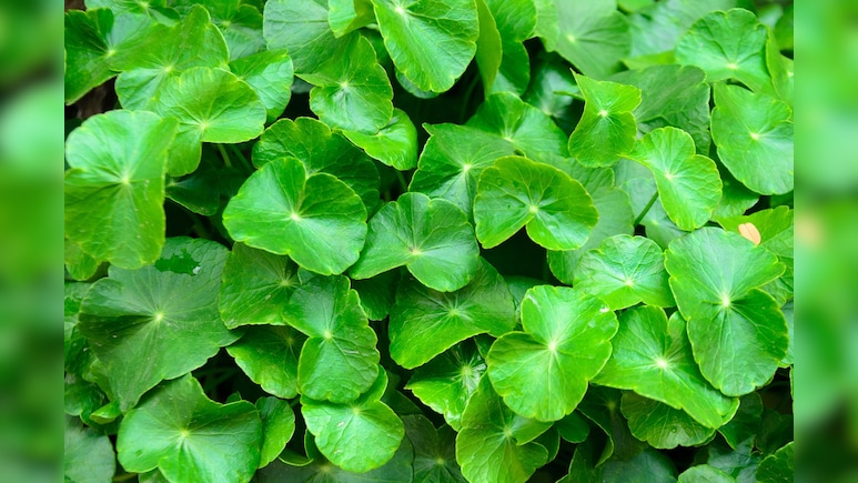 गोटू कोला: स्किन को निखारने से लेकर दिमाग की याददाश्त तेज़ करने तक खास है यह जड़ी बूटी