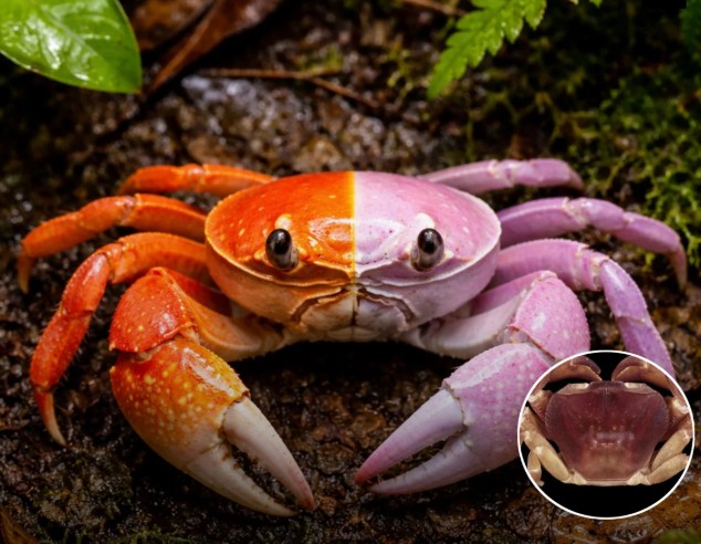 केरल की साइलेंट वैली में मिला 'अर्धनारीश्वर' केकड़ा, एक ही शरीर में बसते हैं दो जेंडर!